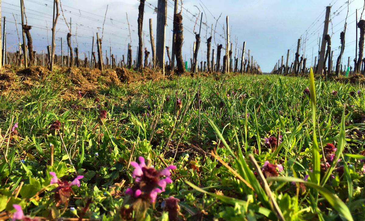 Frühling im Weingarten