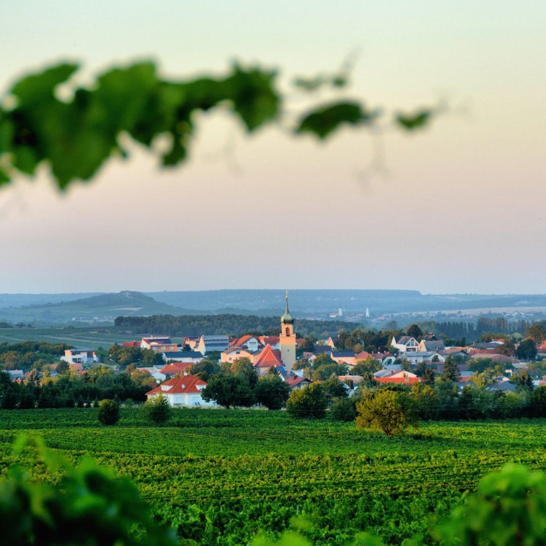 Horitschon mit grünen Weingärten und der Kirche